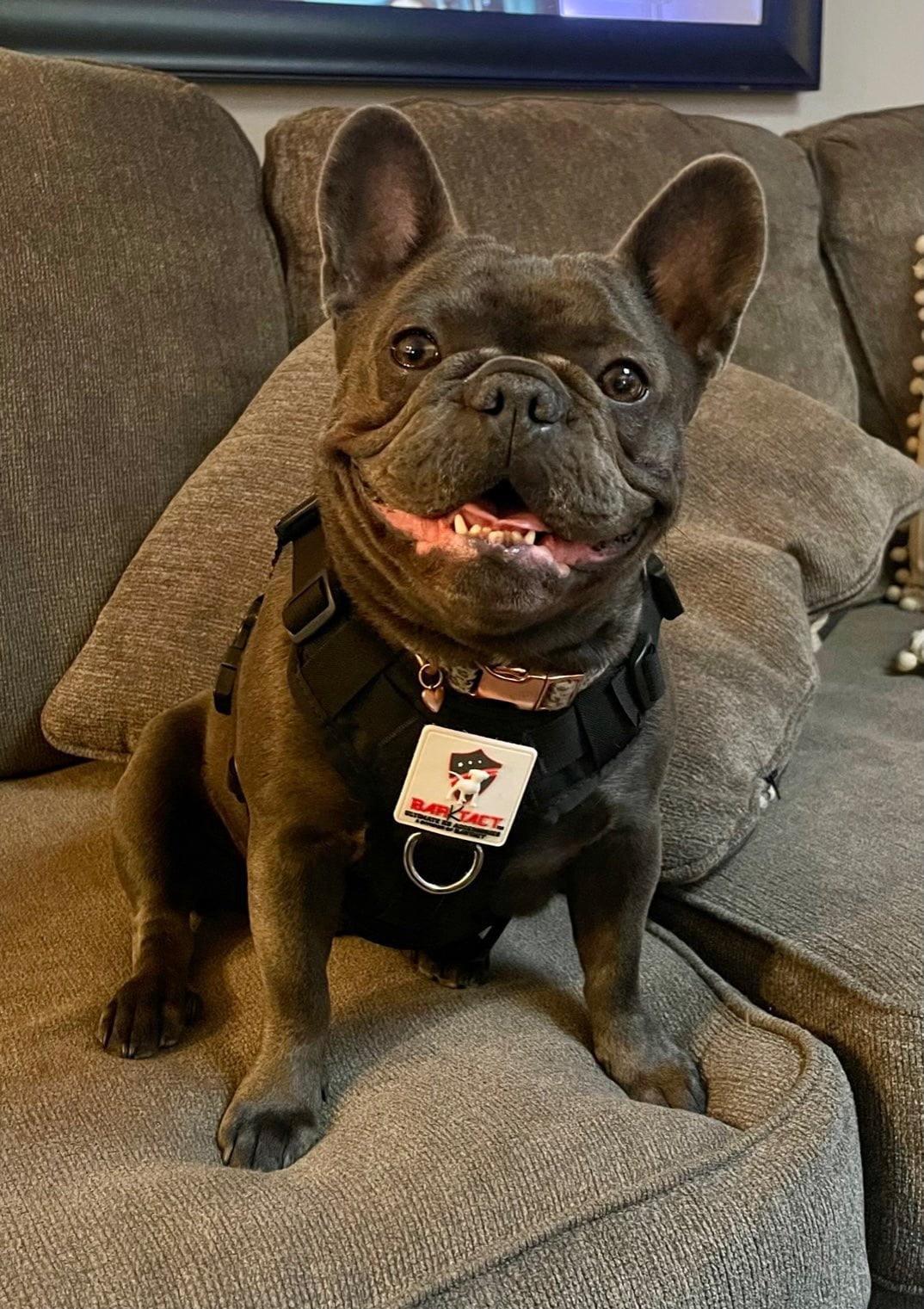 BarKtact Tactical Dog Vest Harness Bartact-12