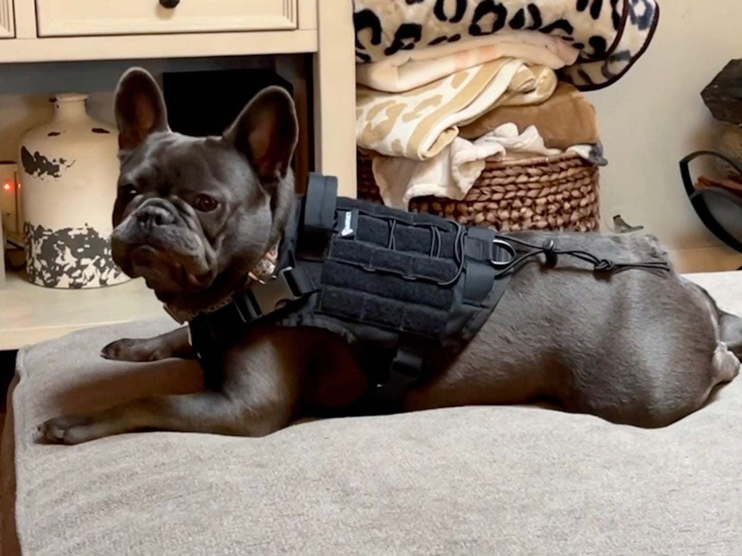 BarKtact Tactical Dog Vest Harness Bartact-20