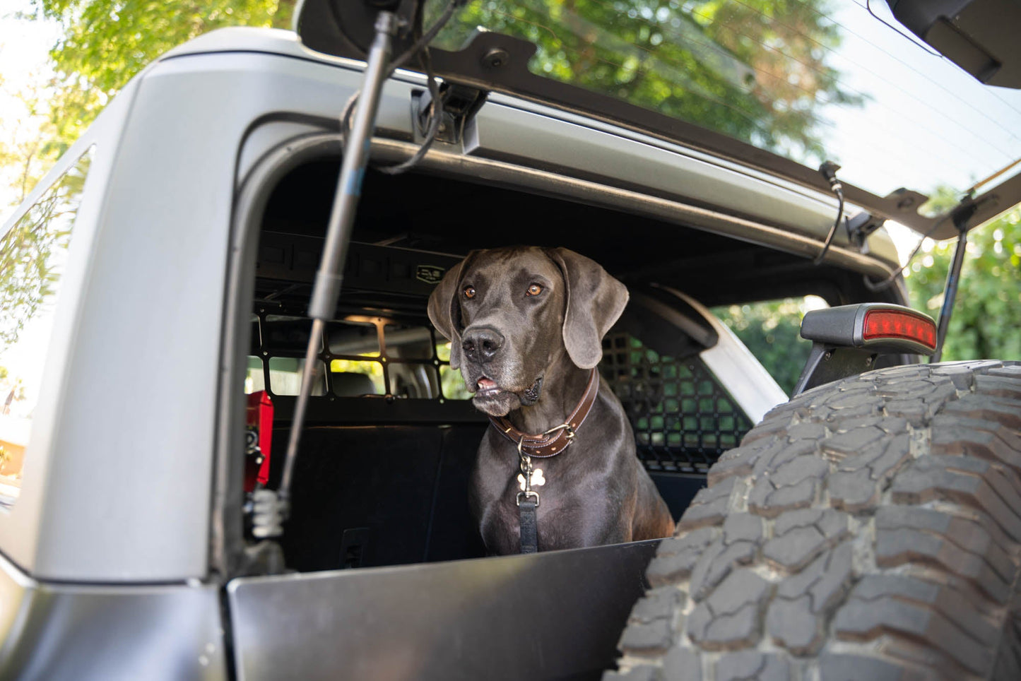 2021 2024 Ford Bronco Dog Barrier DV8 Offroad-22