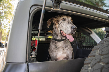 2021 2024 Ford Bronco Dog Barrier DV8 Offroad-25